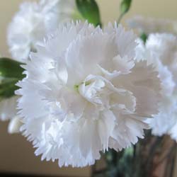 Oeillet mignardise blanc / Dianthus plumarius Alba